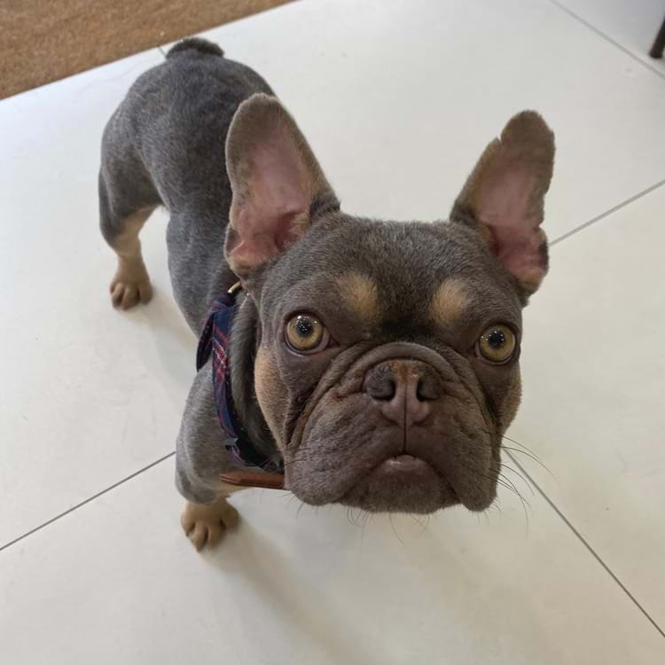 Pablo - Salon Doggie